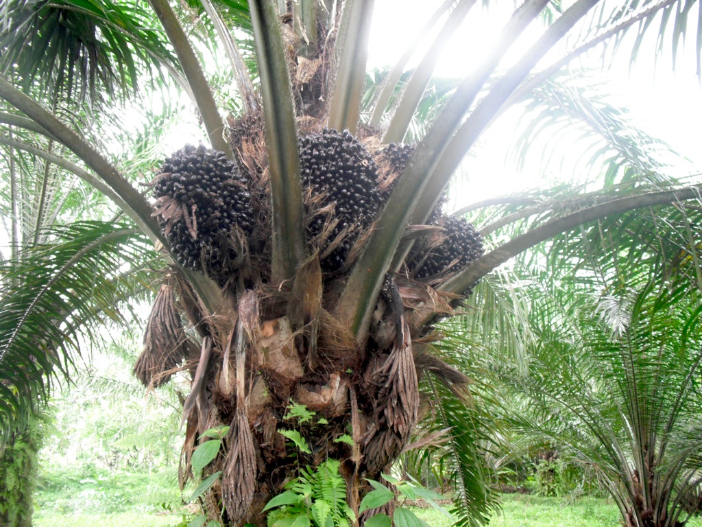 palm oil cultivation