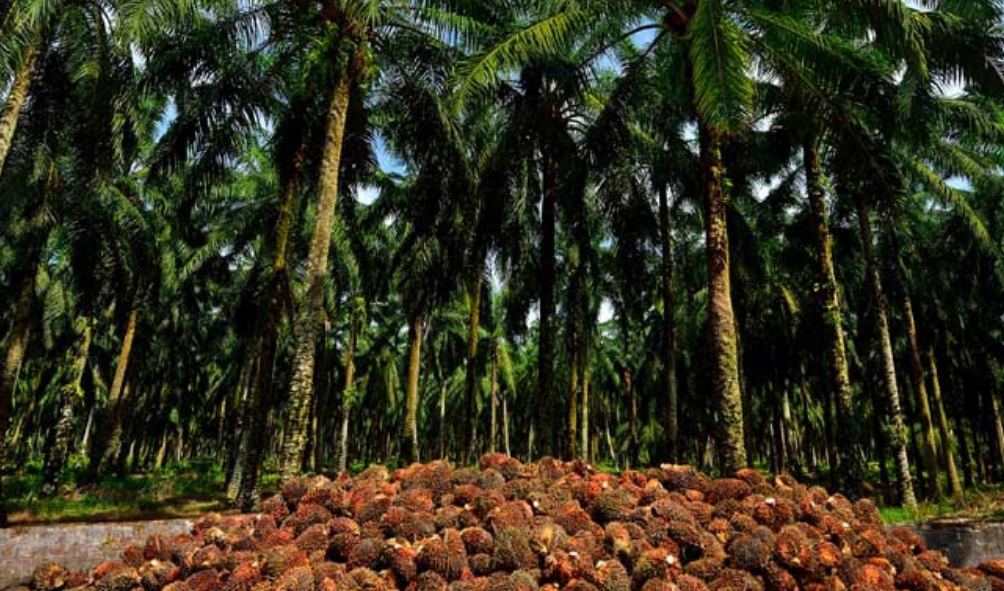 Global demand for palm oil continues to grow for a broad range of uses.