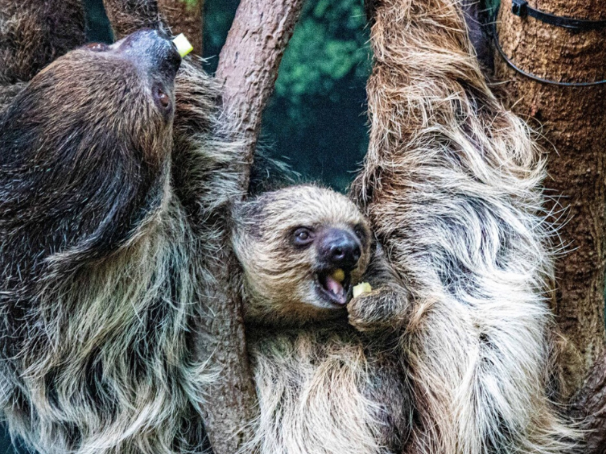 Natural Habitats Group» Blog Archive Denver Zoo's Sloth Exhibit Teaches  Visitors About Palm Oil - Natural Habitats Group